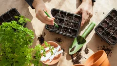 What to Sow in January: Gardeners Name the 5 Best Vegetables