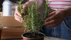 Forget Store-Bought Rosemary: A Farmer Shares How to Grow It Easily at Home