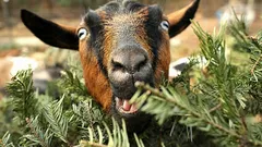 Can a Goat Eat Your Christmas Tree? An Unusual Way to Dispose of It