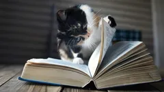 Why Your Cat Sits on Things You Use: Experts Name Four Reasons