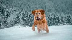 Can It Be Too Cold to Walk Your Dog? Every Owner Should Know This