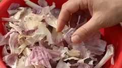 Why Experienced Gardeners Collect Garlic Skins in Winter: In Spring, It Turns Into Gold