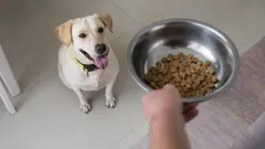 Why Your Dog Begs or Whines Even After Eating: A Zoologist Explains