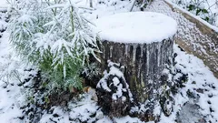 What to Sprinkle on a Tree Stump to Make It Rot: Your Neighbors Won’t Tell You This