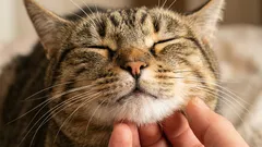Why Cats Love Having Their Cheeks Scratched: Zoologists Name 4 Reasons