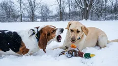What to Do if Your Dog Keeps Barking at Other Dogs: A Trainer Shares Effective Tips