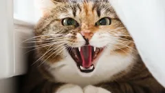 Cats Hate This: 6 Non-Obvious Things That Annoy Them Most